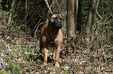 BULLMASTIFF 452